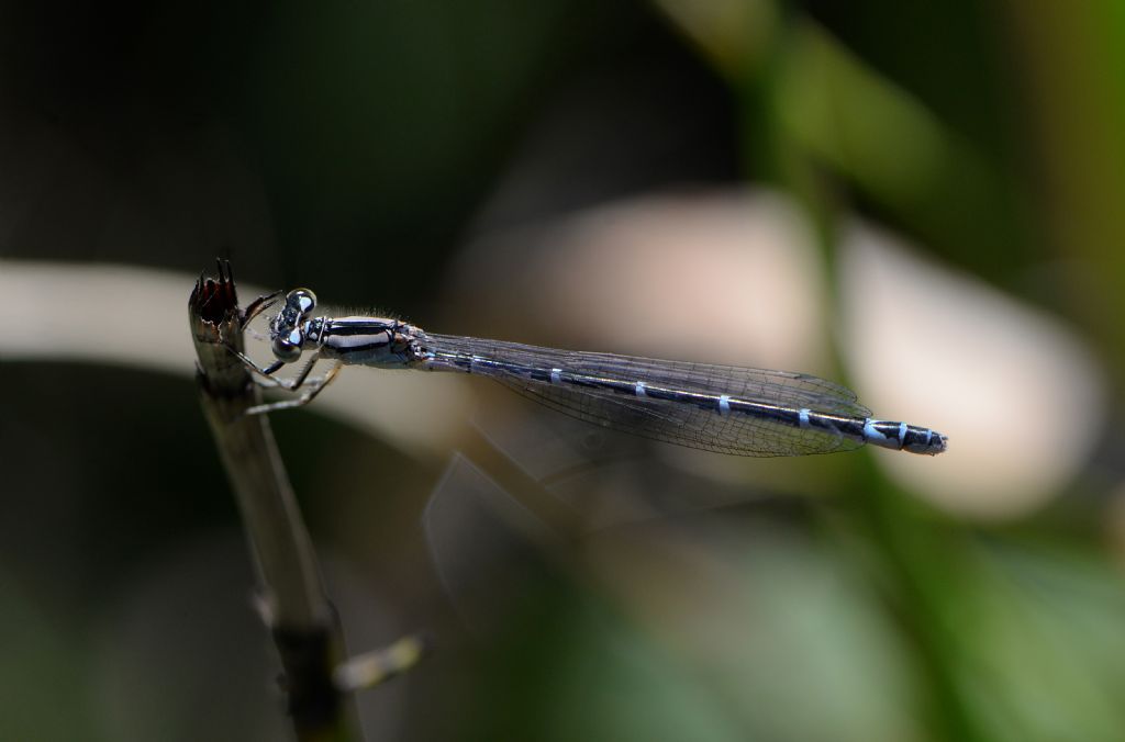 Coenagrionidae: femmina di Enallagma cyathigerum