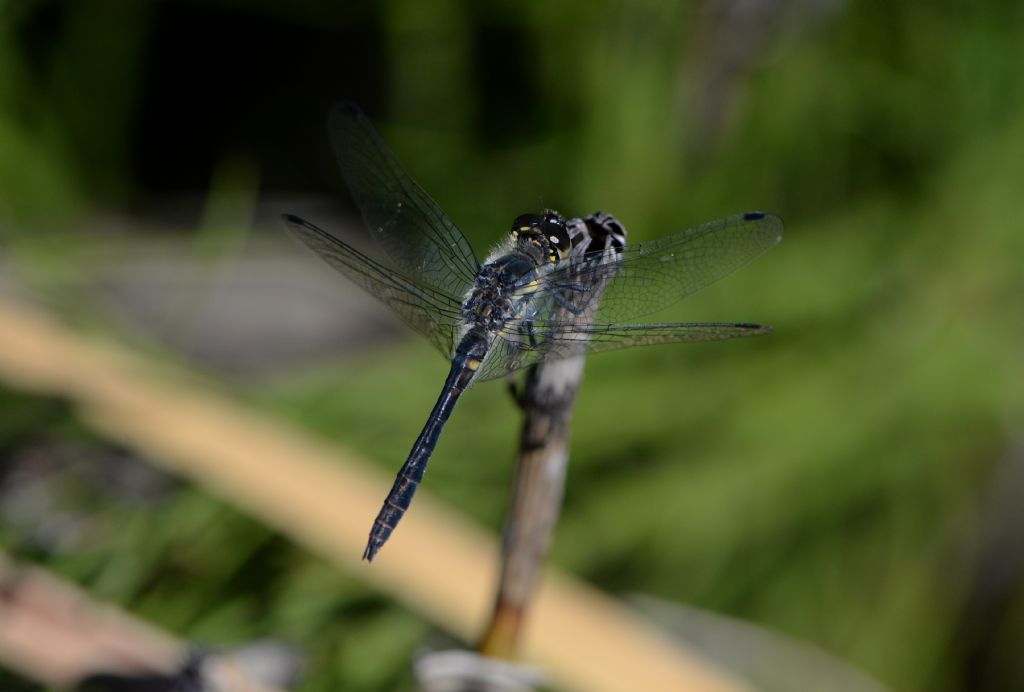 Libellulidae: Sympetrum danae