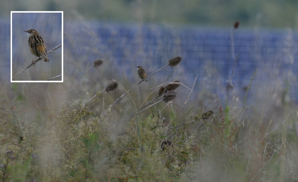 Tordo sassello? No, Beccamoschino  (Cisticola juncidis)