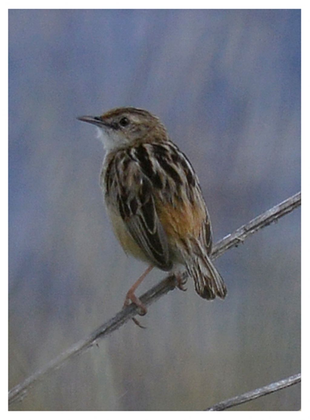 Tordo sassello? No, Beccamoschino  (Cisticola juncidis)