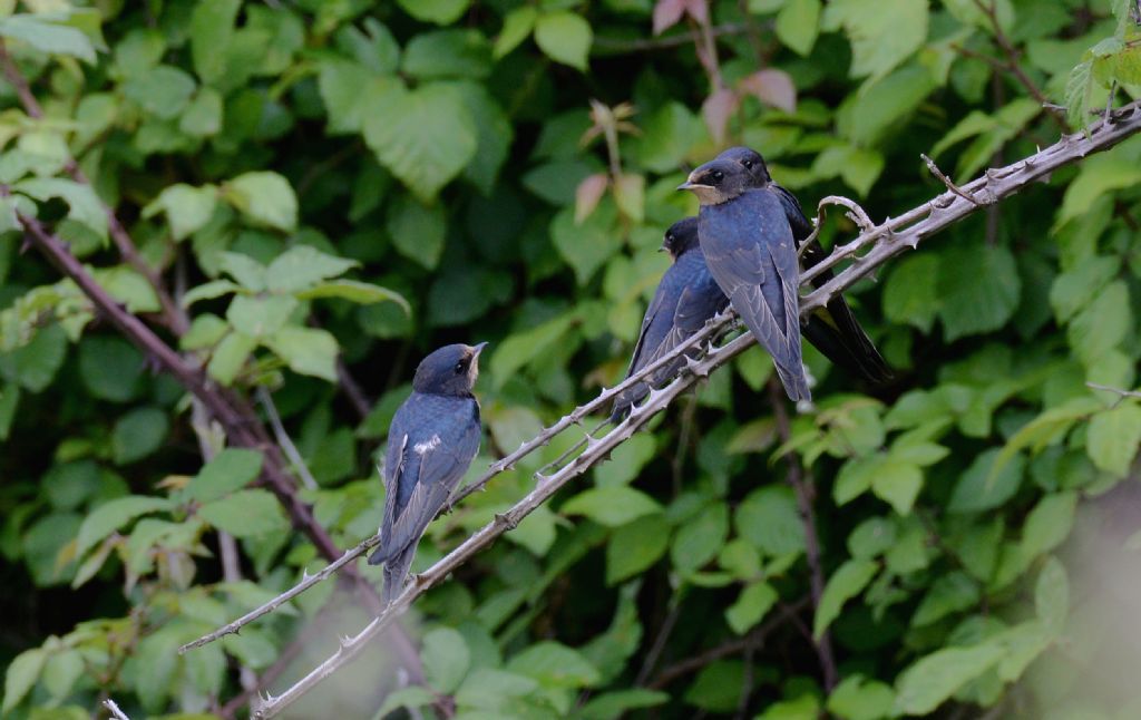Piccoli di Rondine comune (Hirundo rustica)
