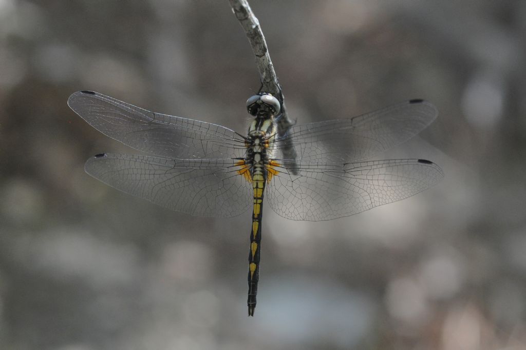 Trithemis festiva