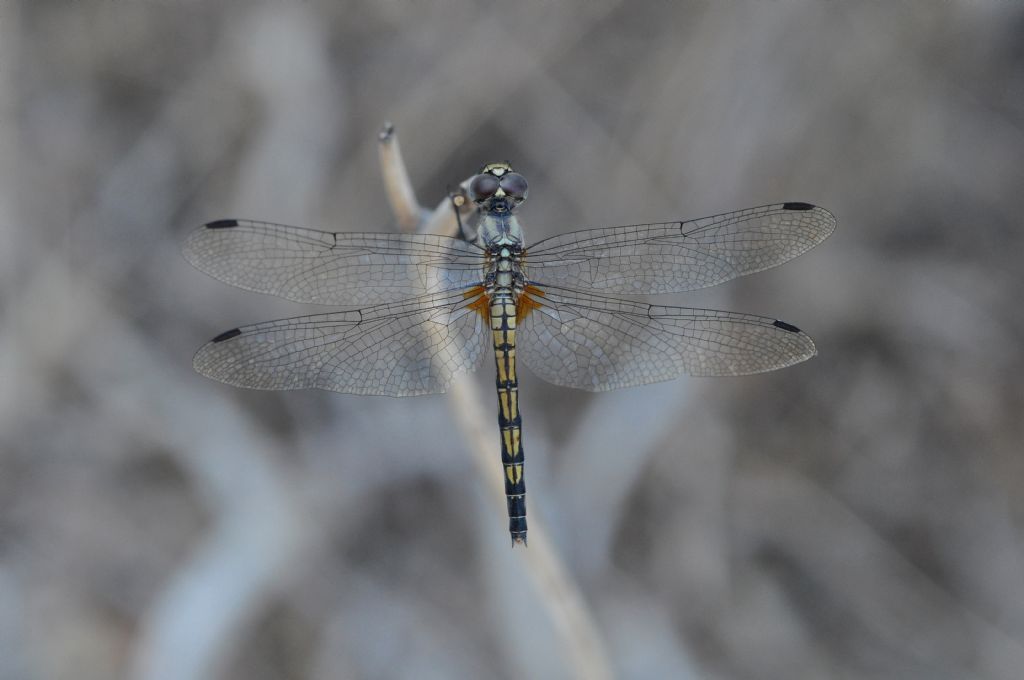 Trithemis festiva