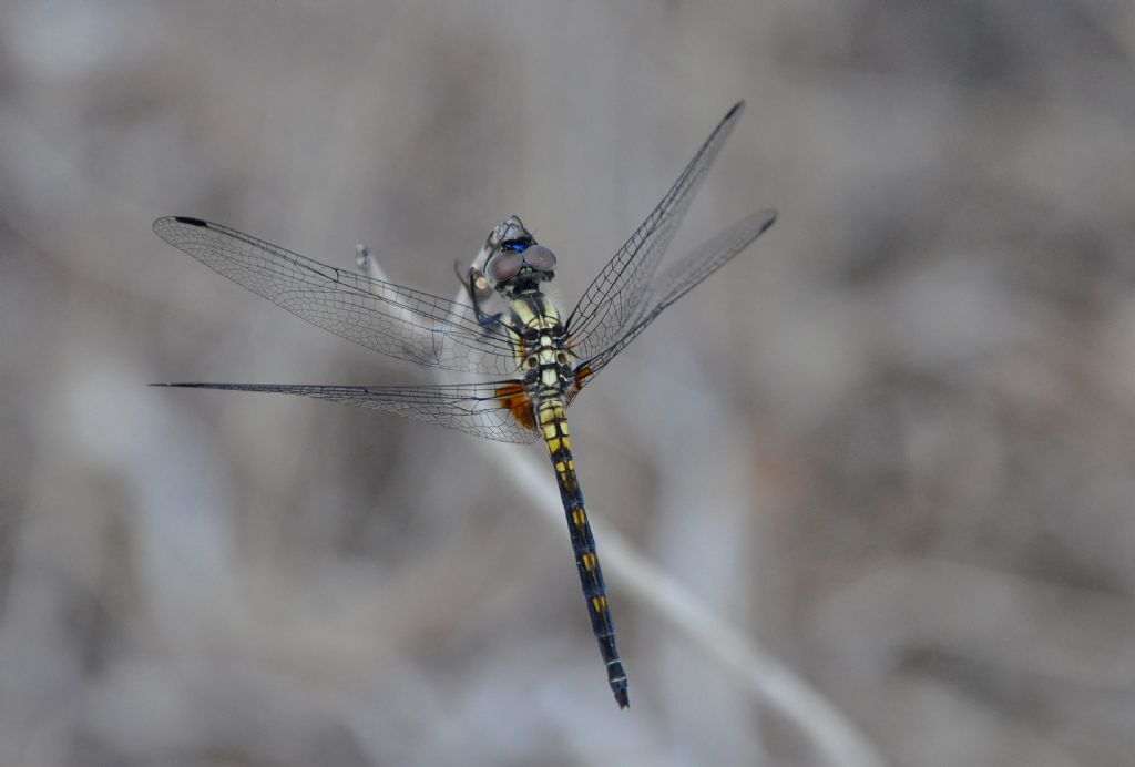 Trithemis festiva