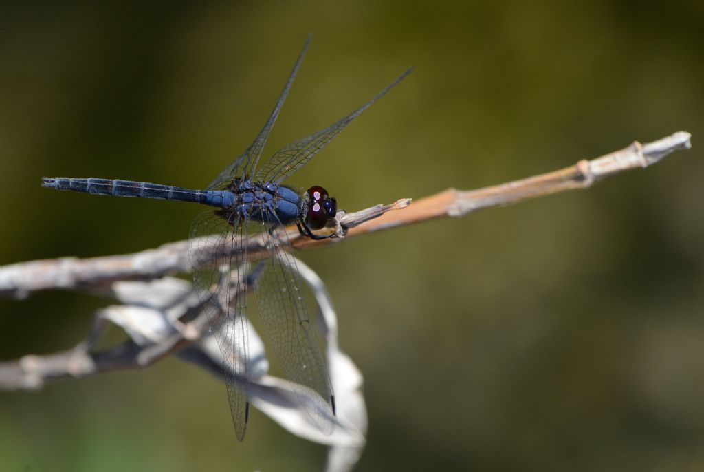 Trithemis festiva