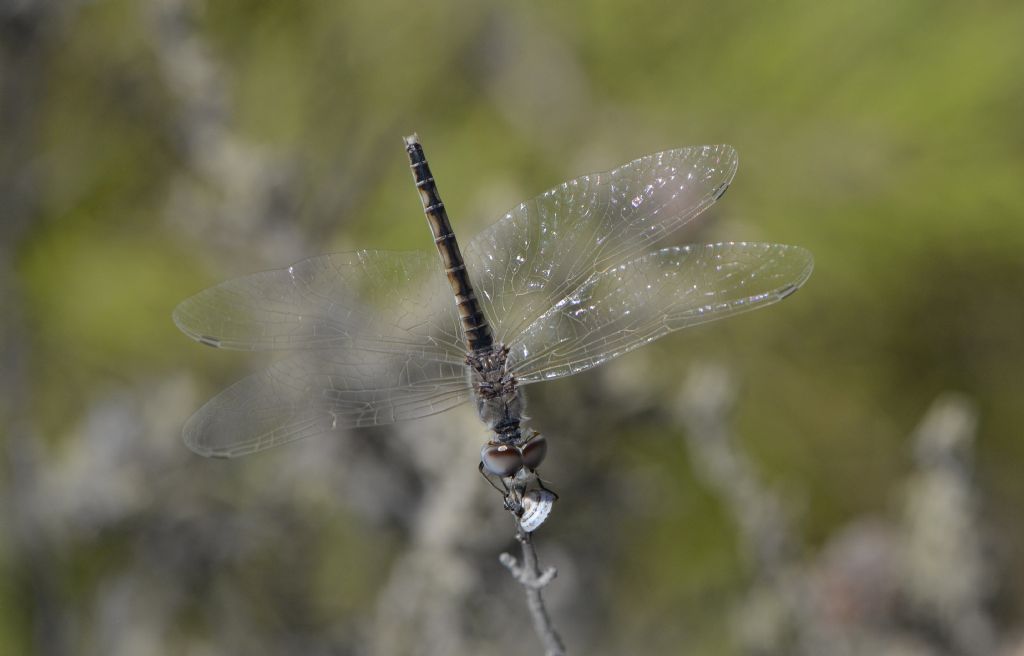 Selysiothemis nigra - femmina