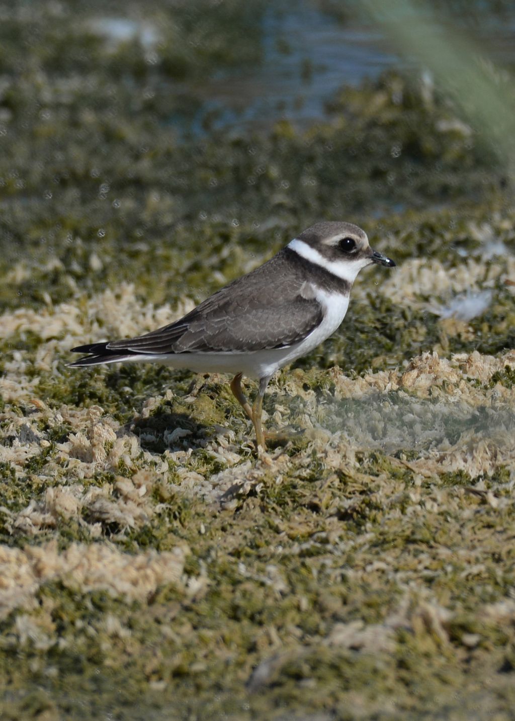 Corriere grosso (Charadrius hiaticula), giovane