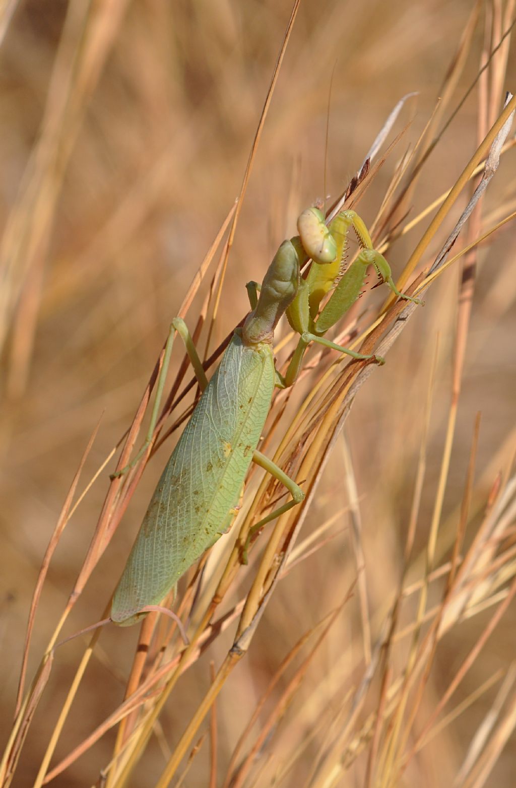 Hierodula tenuidentata, femmina