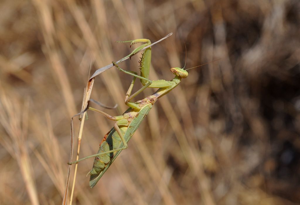 Hierodula tenuidentata, femmina