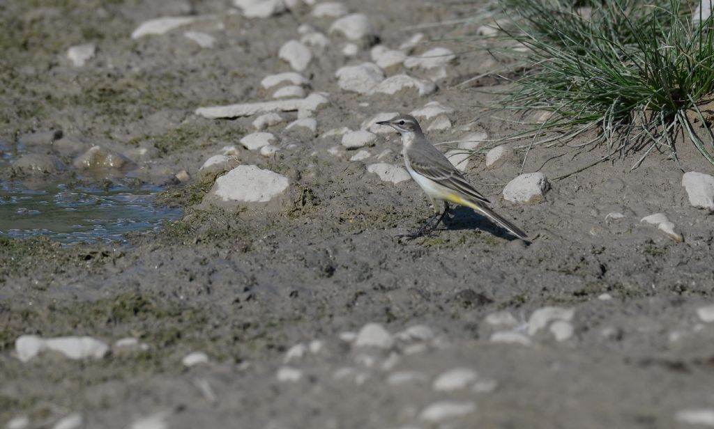 Cutrettola (Motacilla flava)