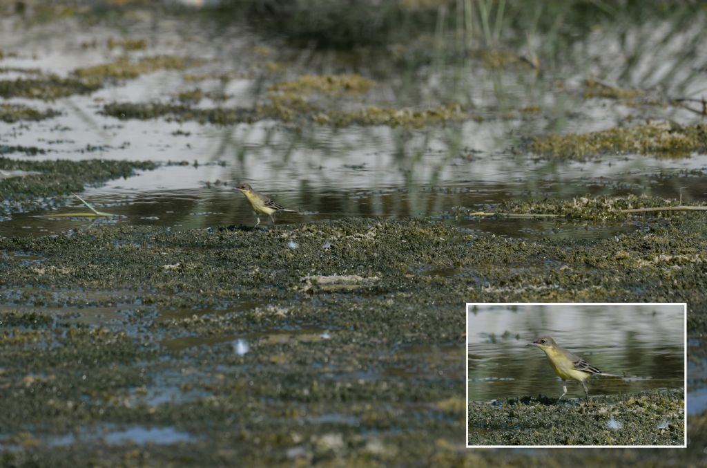 Cutrettola (Motacilla flava)