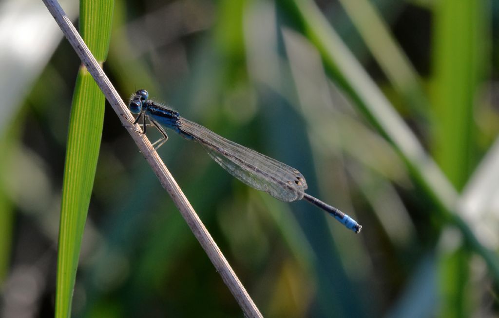 Ischnura pumilio