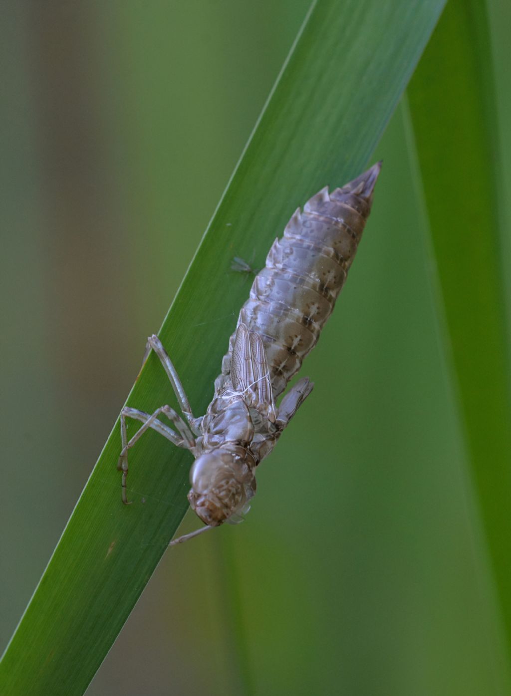 Exuvia da id: Anax cfr. parthenope