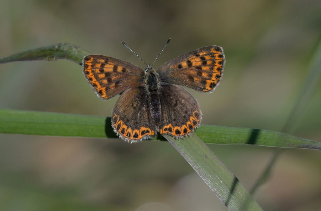 Lycaenidae da id