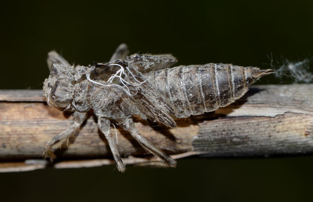 Exuvia da id: Orthetrum cancellatum