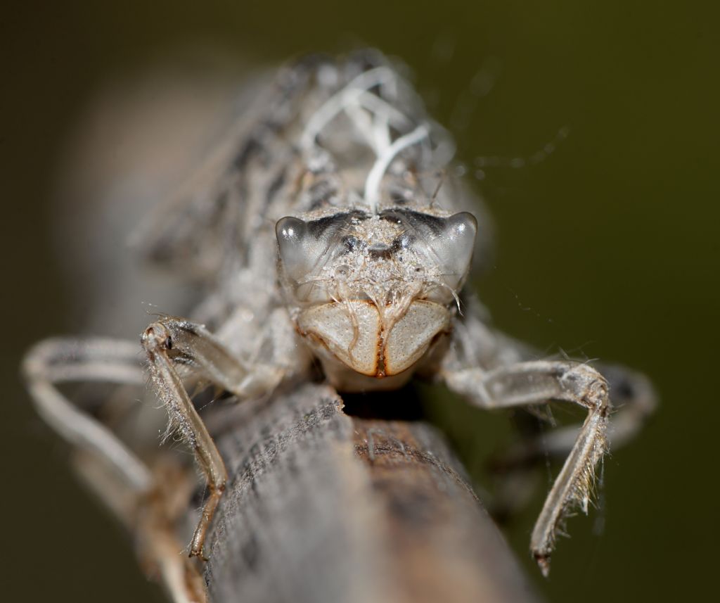 Exuvia da id: Orthetrum cancellatum