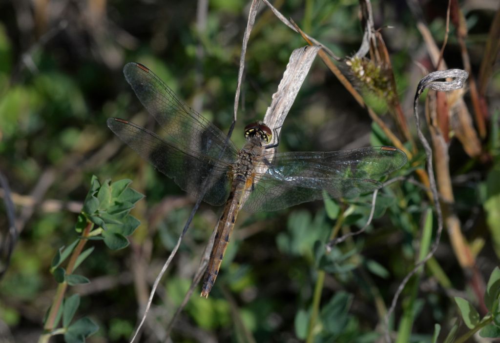 Sympetrum depressiusculum? s!