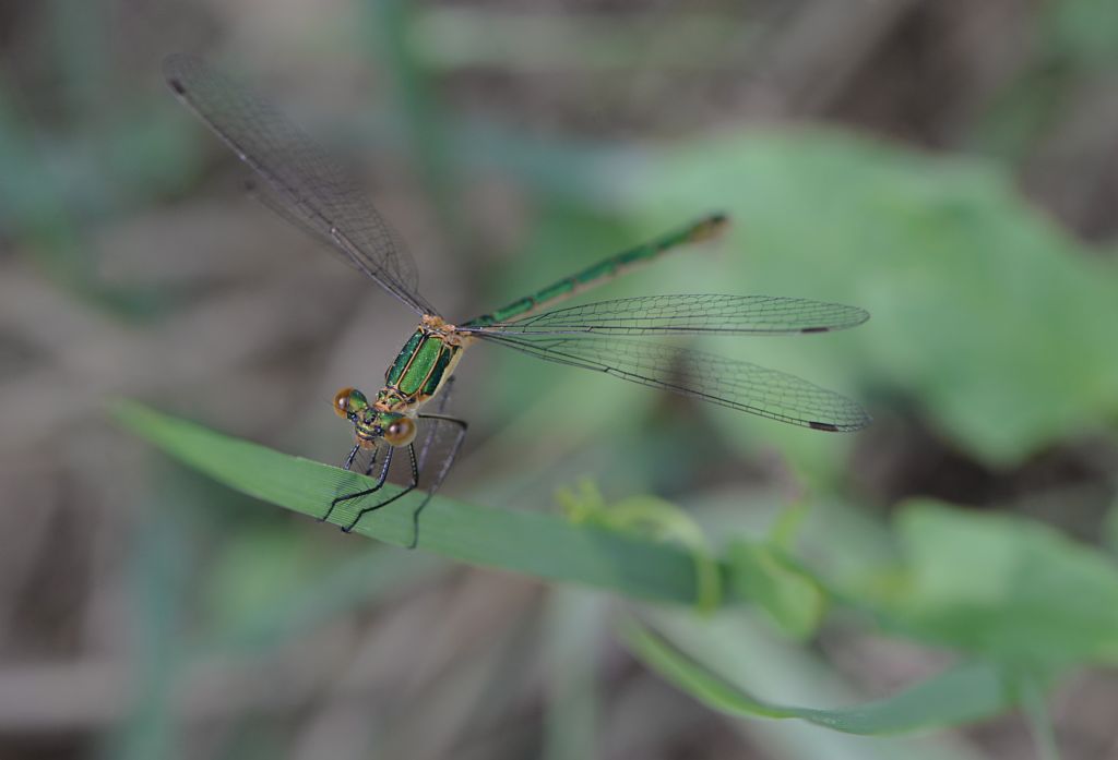 dubbio id: Lestes sponsa da Tromello (PV)