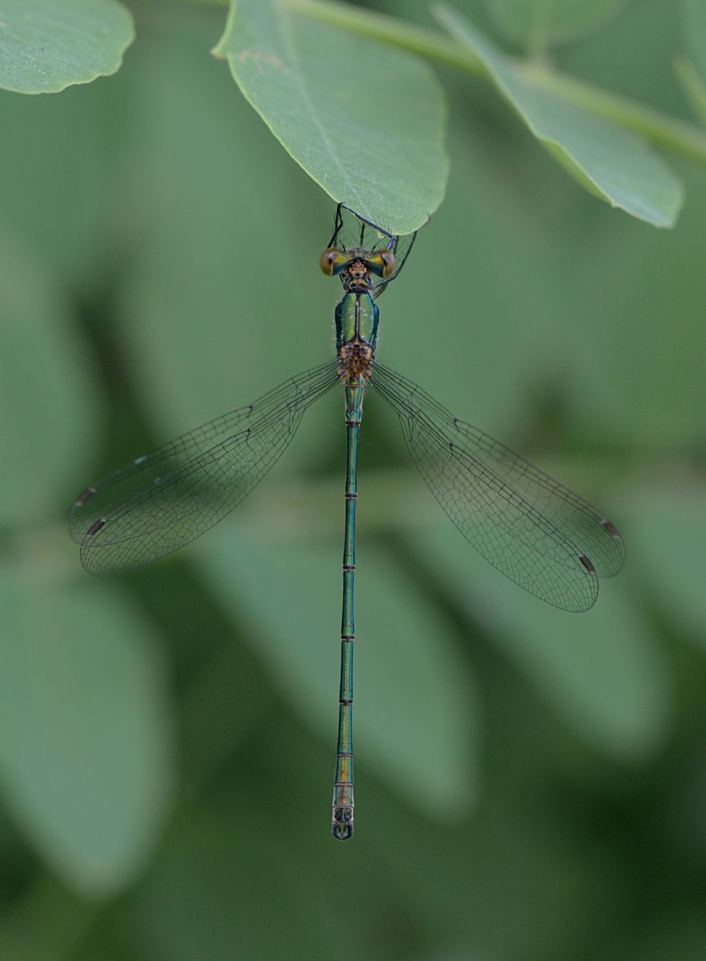 dubbio id: Lestes sponsa da Tromello (PV)