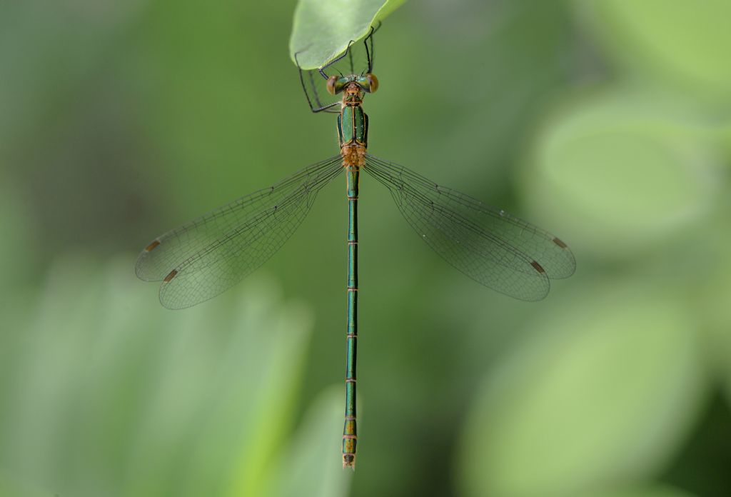 dubbio id: Lestes sponsa da Tromello (PV)