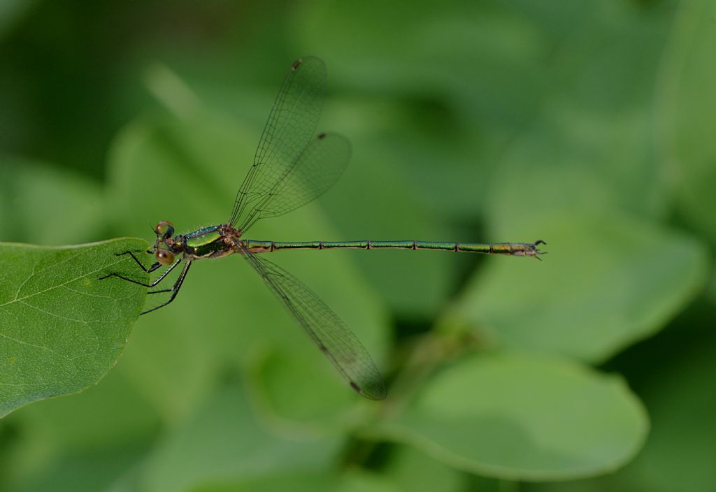 dubbio id: Lestes sponsa da Tromello (PV)