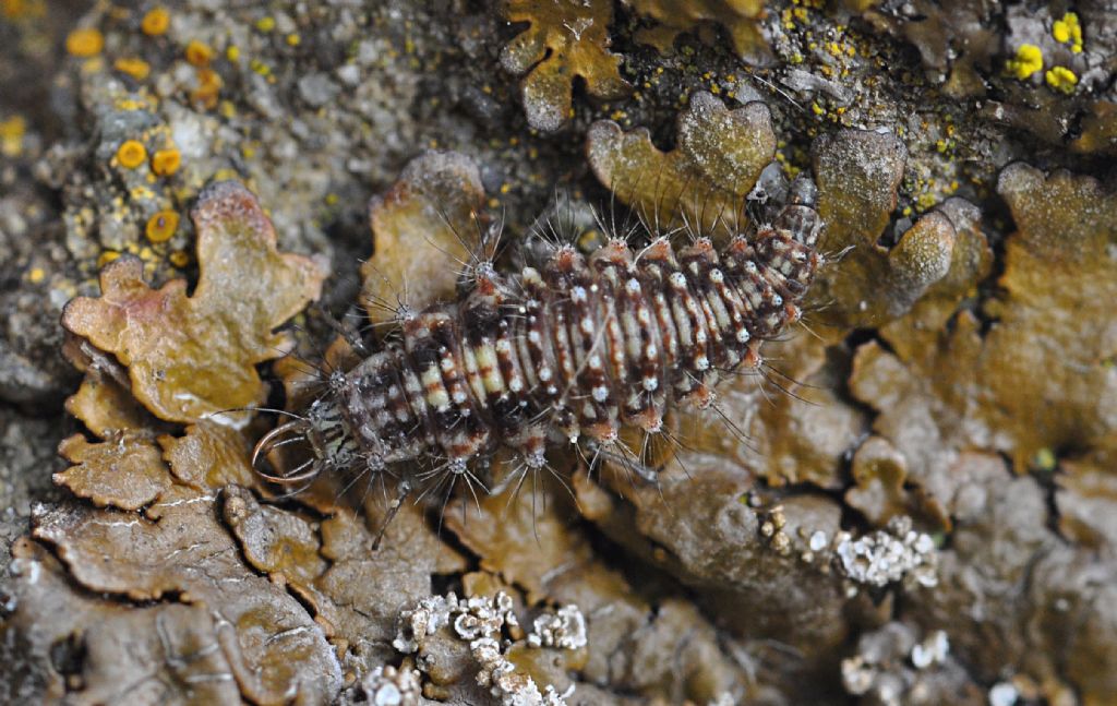 Larva di Chrysopidae