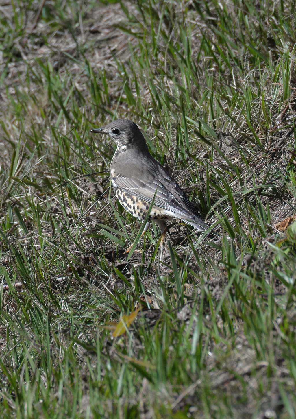 Tordela (Turdus viscivorus)