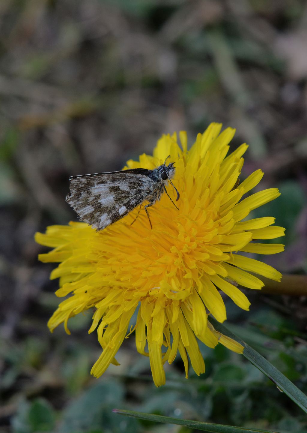 Hesperiidae: Pyrgus sp.