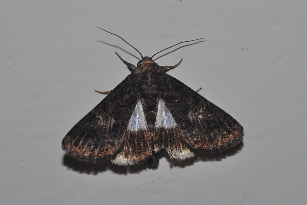 Noctuidae: Aedia leucomelas