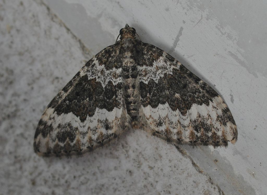 Geometridae: Xanthorhoe oxybiata