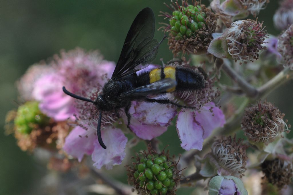 Scoliidae: Scolia hirta hirta, maschio