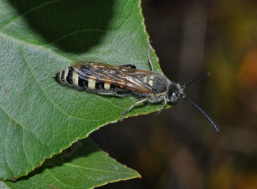 Colpa sexmaculata (Scoliidae), maschio