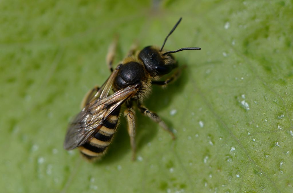 Apidae Halictinae: Lasioglossum sp. o Halictus sp.