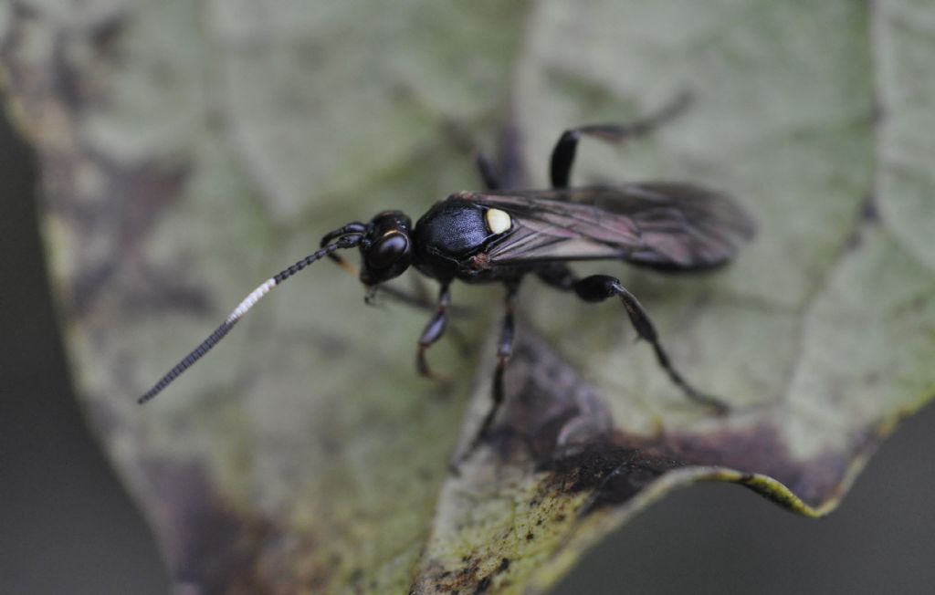 Ichneumonidae da id.