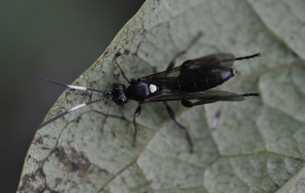 Ichneumonidae da id.