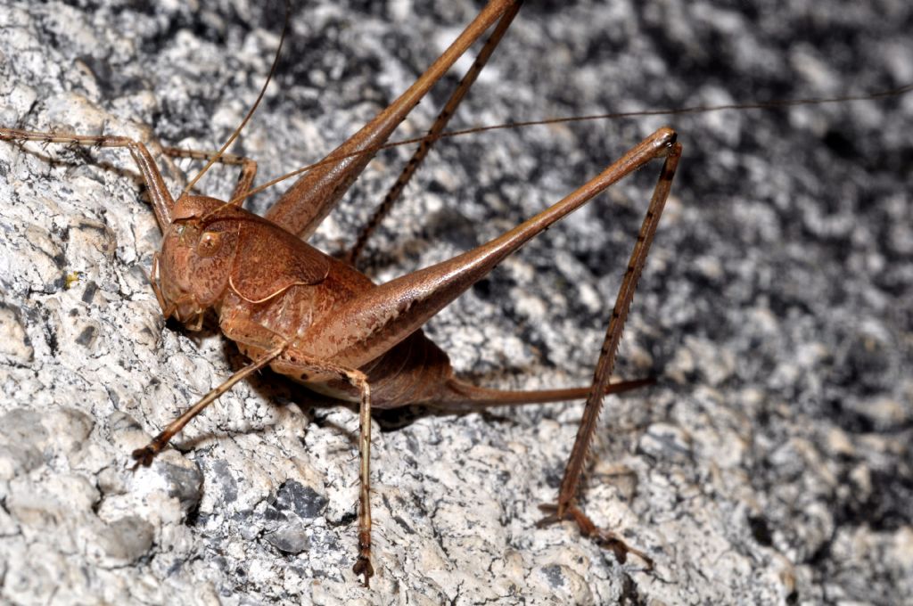 Rhacocleis neglecta (Tettigoniidae), femmina