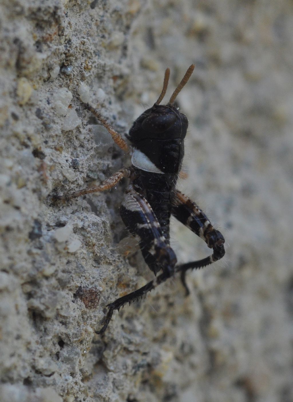 neanide di Calliptamus sp.