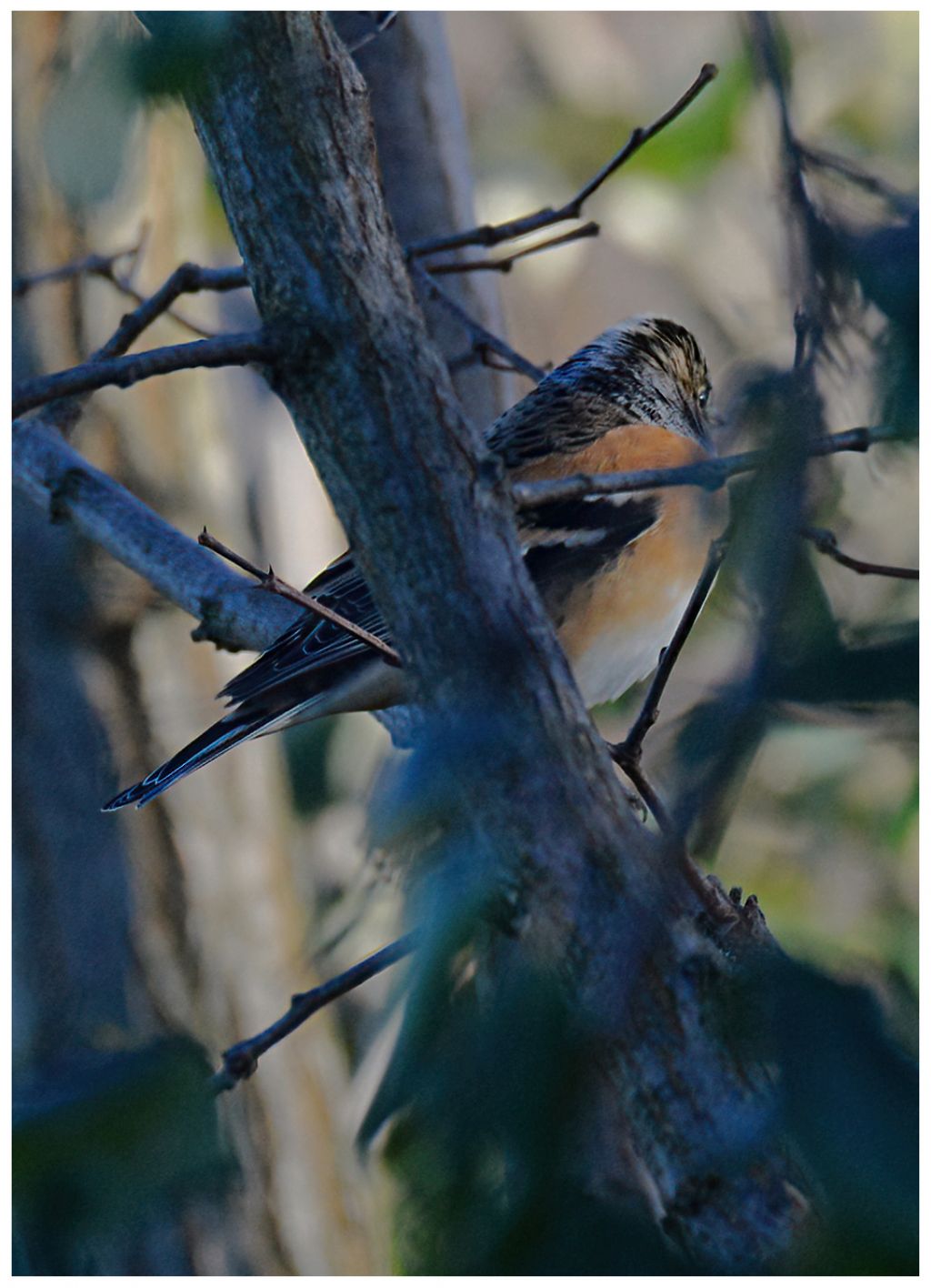 Peppola (Fringilla montifringilla