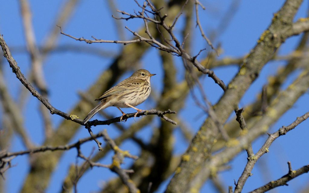 Pispola  (Anthus pratensis)