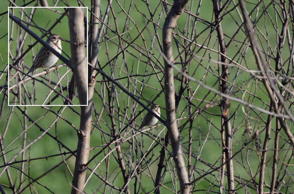 Migliarino di palude  (Emberiza schoeniclus)