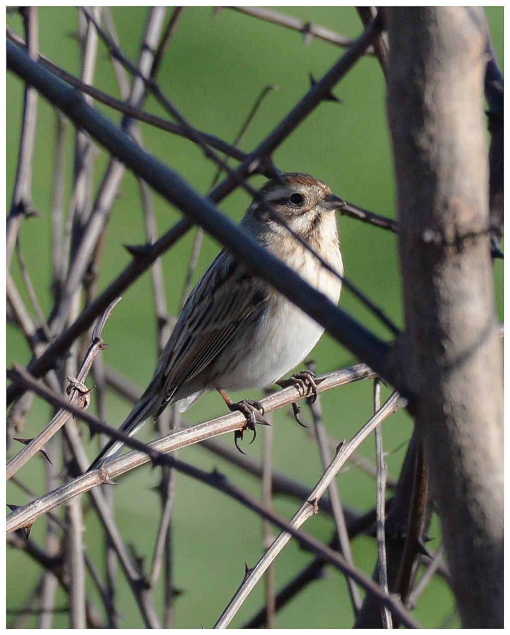 Migliarino di palude  (Emberiza schoeniclus)