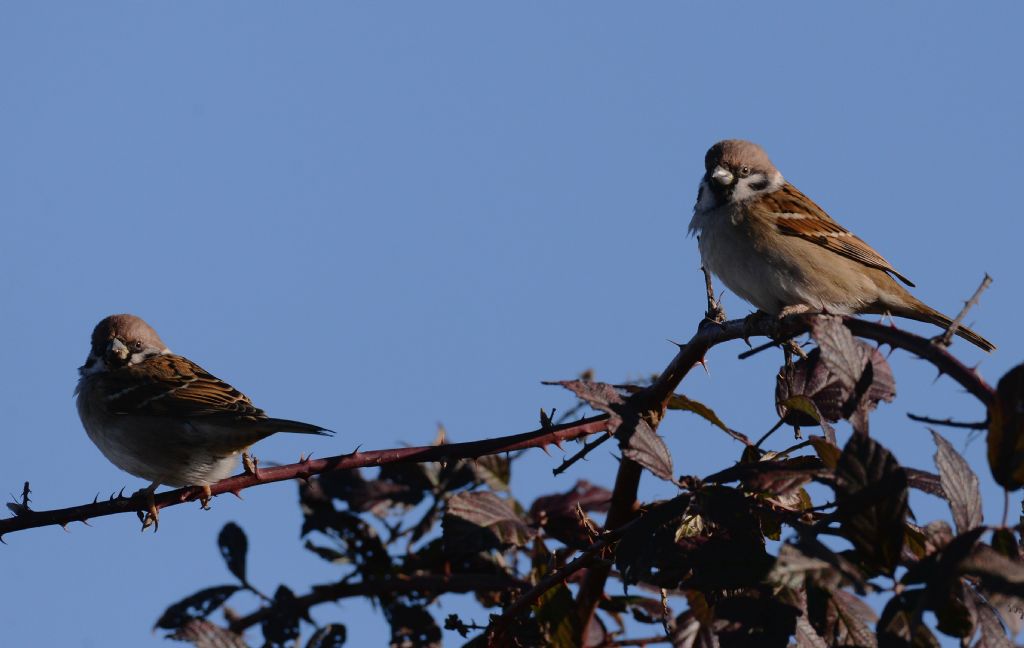 Passera mattugia (Passer montanus)