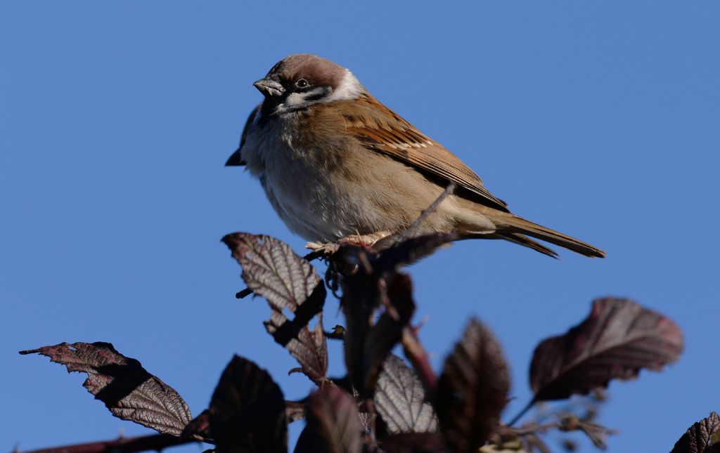 Passera mattugia (Passer montanus)