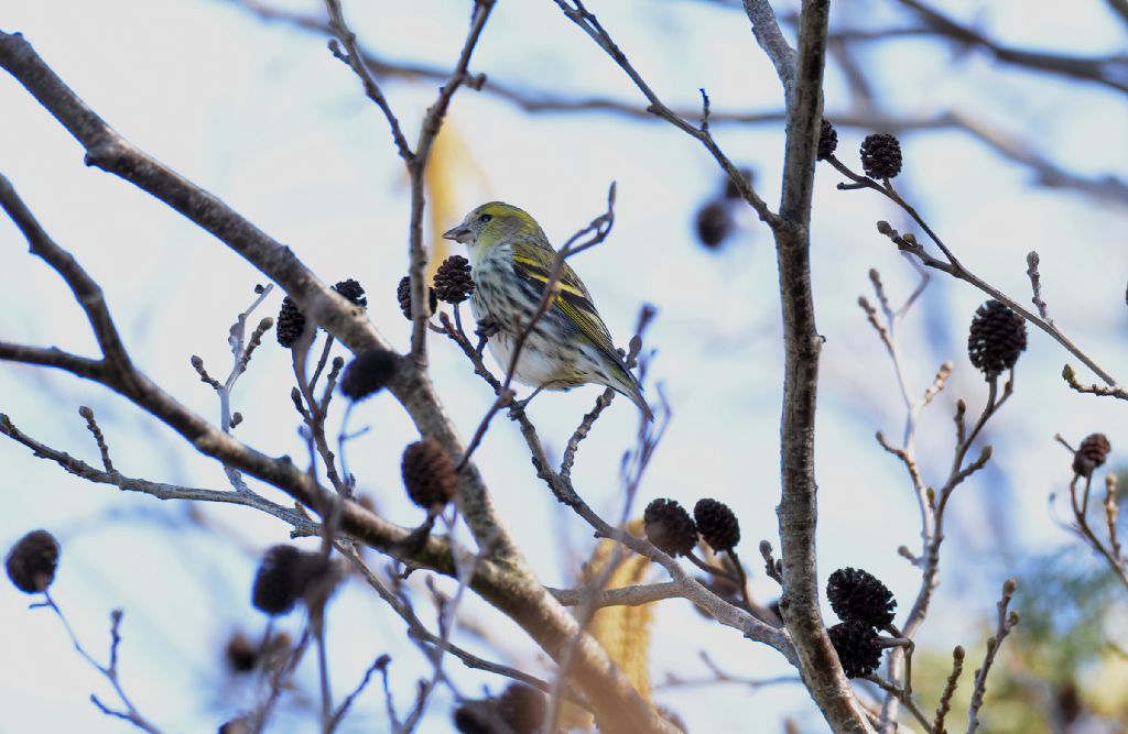 Lucherino comune (Spinus spinus), femmina