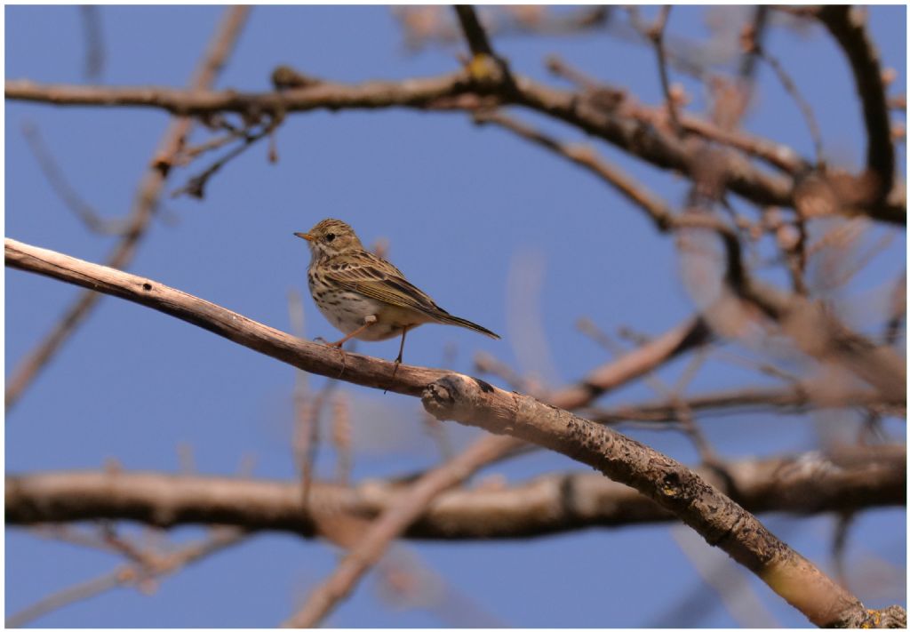 Pispola (Anthus pratensis)
