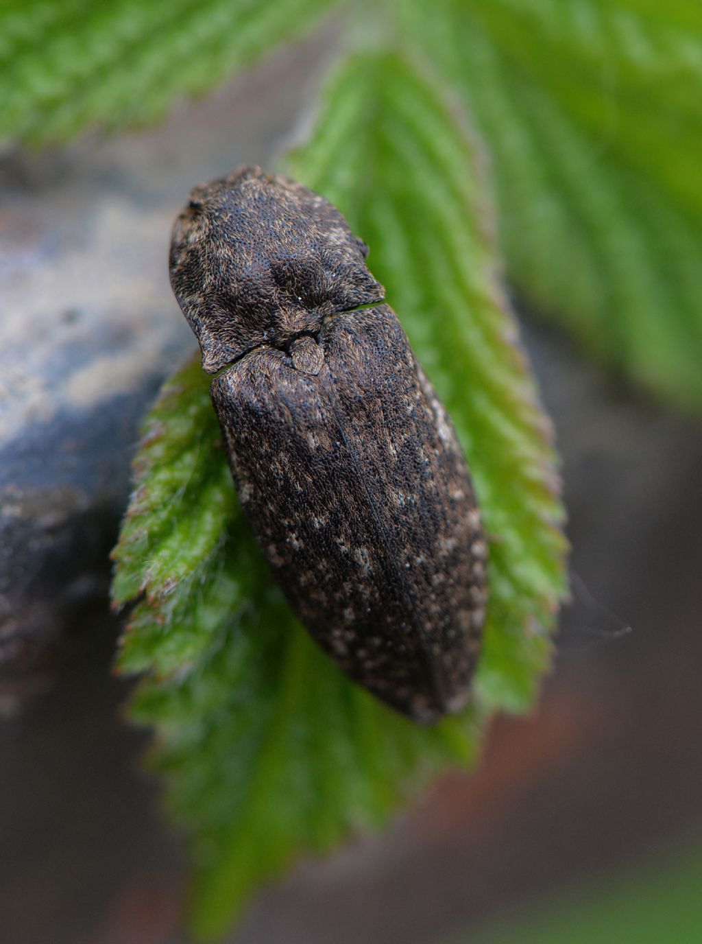 Elateridae:  Agrypnus murinus