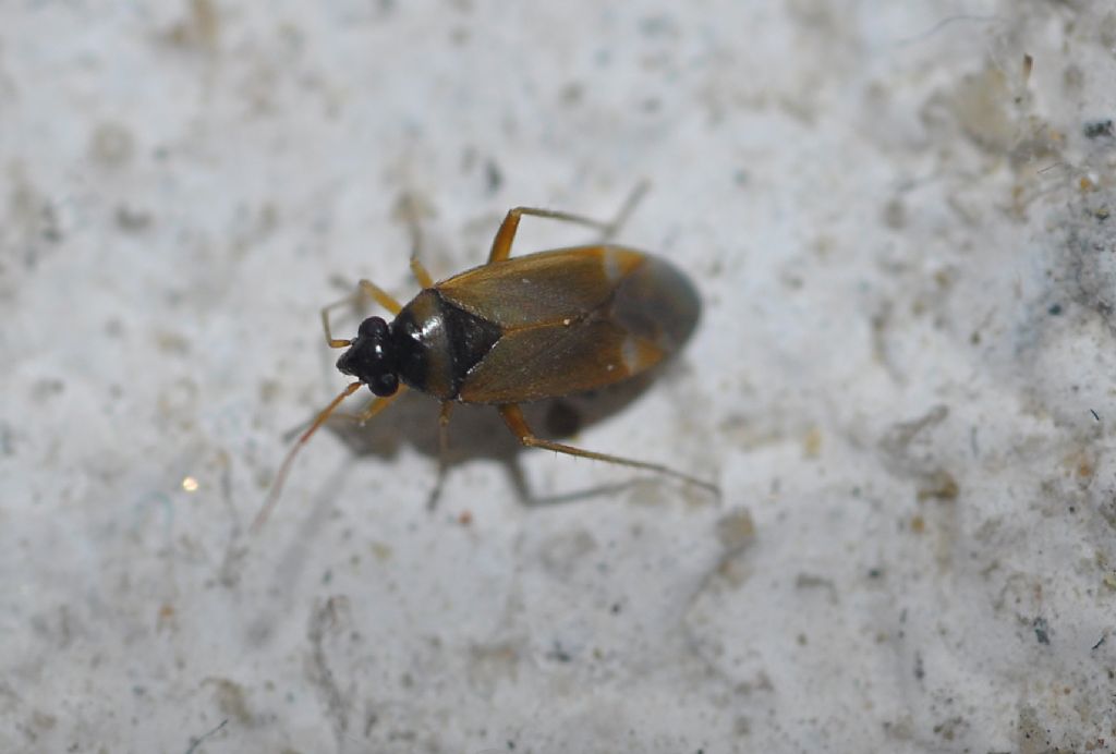 Miridae: Plesiodema pinetella