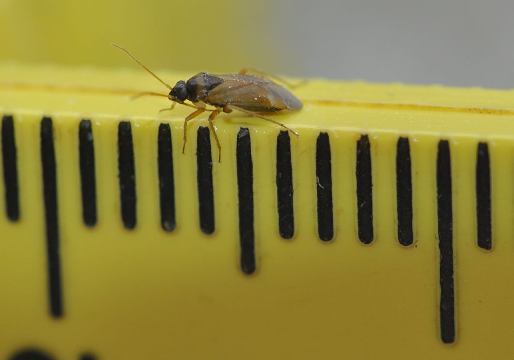 Miridae: Plesiodema pinetella