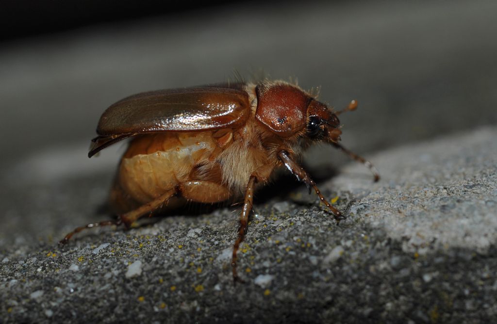 Melolonthidae: Amphimallon sp.