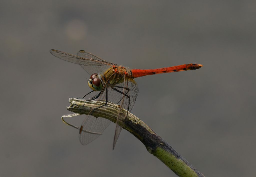 Sympetrum depressiusculum? s!